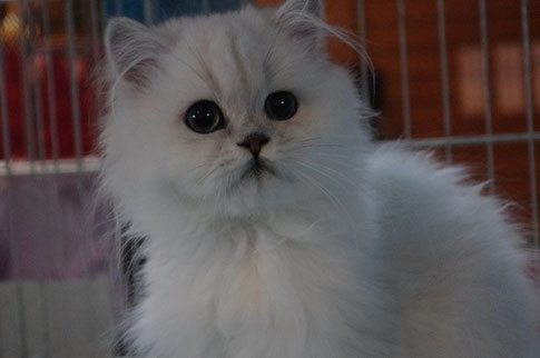 Katerchen von La Perla
