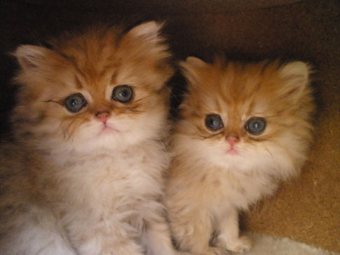 Gucci & FancyGirl, goldene Kitten