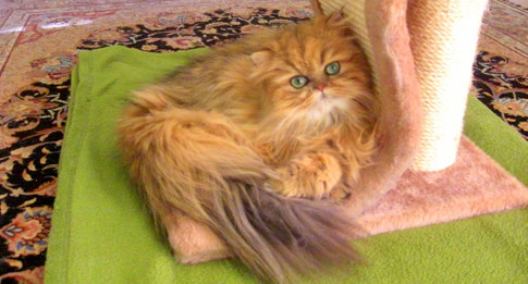Stella, 20.11.2011