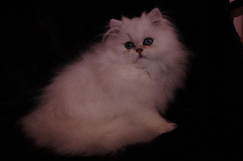 Silver-Gigi, chinchilla Boy