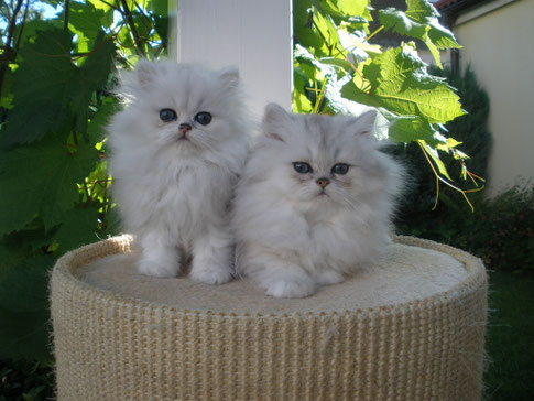 Aiko (chinchilla Katerchen) und Aimée (lebt in Österreich)