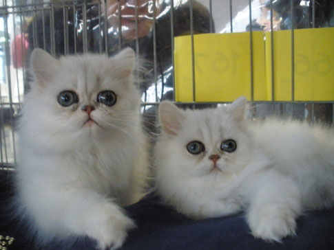 Fabergé und PetitCherie, chinchilla Mädchen