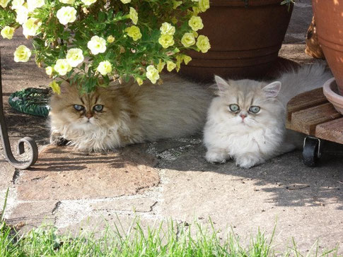 Charmeur (Benny) und Blue-Nelly (Cindy)