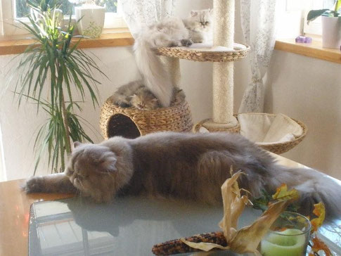 Romeo, Perli und Brandy & Bambolina