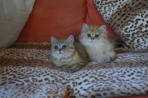 mit Surprise, golden chinchilla Kater