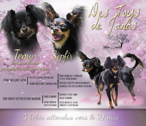 témy divine manoune - chienne gestante - petit chien russe poill long - russkiy toy long hair - les toys de janas 