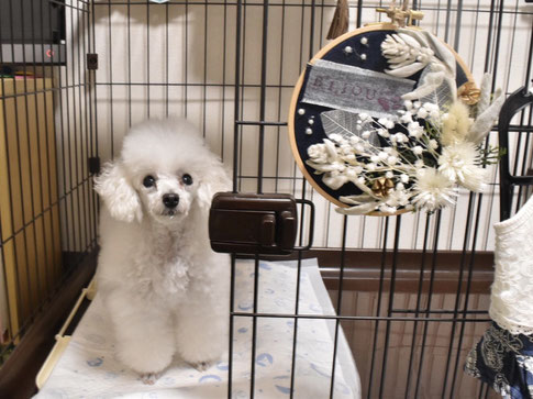 犬連れ ワークショップ 柏の葉T-SITE