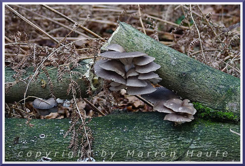Austernseitlinge (Pleurotus ostreatus) an einem Pappelstamm, Dezember 2016