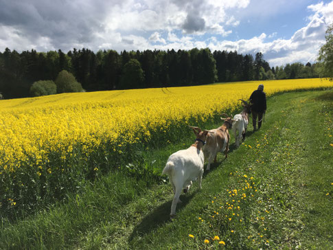 Ein Mensch führt 3 Ziegen an, die "im Gänsemarsch" hintereinander her an einem leuchtend gelben Rapsfeld vorbeigehen