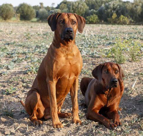 Südafrikanischer Hund