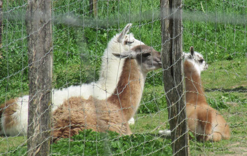 puis ce sont de paisibles lamas qui nous regardent passer