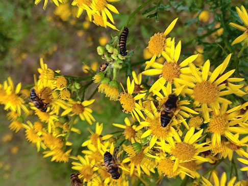 Bunte Insektenvielfalt (Foto: NABU Heidekreis)