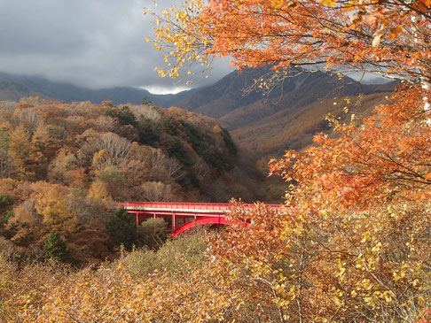 2021　八ヶ岳　紅葉情報