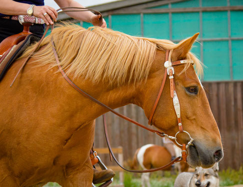 Reitbeteiligung Quarter Horse Haflinger Mix Wallach in Beelitz, südlich von Potsdam