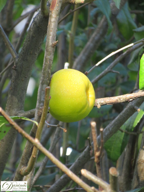 Herbstdeko für draußen - Daninas Kunst-Werkstatt
