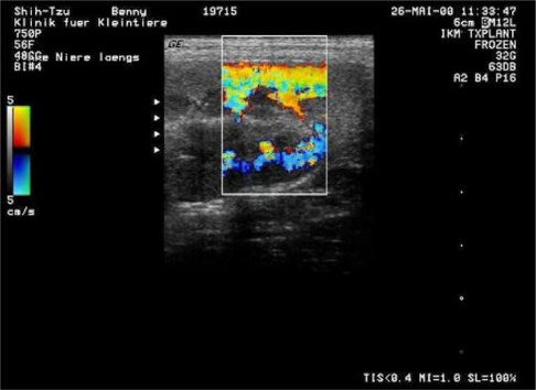 hund sonographie ultraschall / dog ultrasonography ultrasound