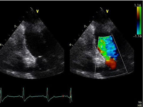 dog ultrasonography ultrasound / hund sonographie ultraschall