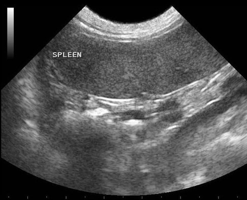 Generally Sonography Atlas of Dogs - Abdomen - Osteosarkom ... Note that the ultrasound is a noninvasive procedure that is done while your dog is conscious.