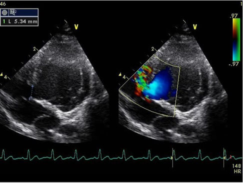 dog ultrasonography ultrasound / hund sonographie ultraschall