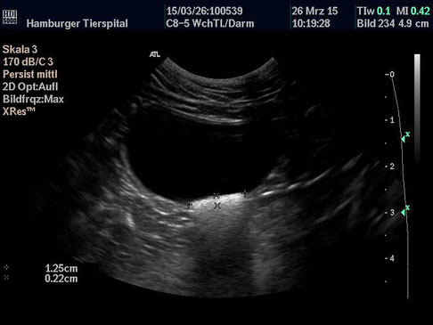 hund sonographie ultraschall / dog ultrasonography ultrasound