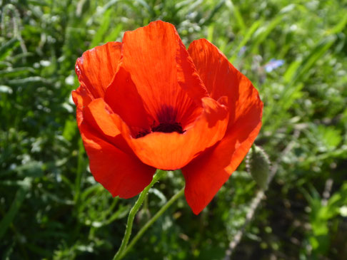 Hochsensibilität Therapie Luzern