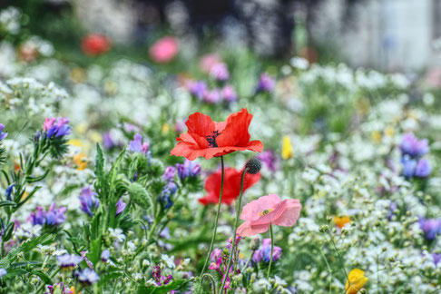Das Bild zeigt eine blühende Wiese mit bunten Sommerblumen