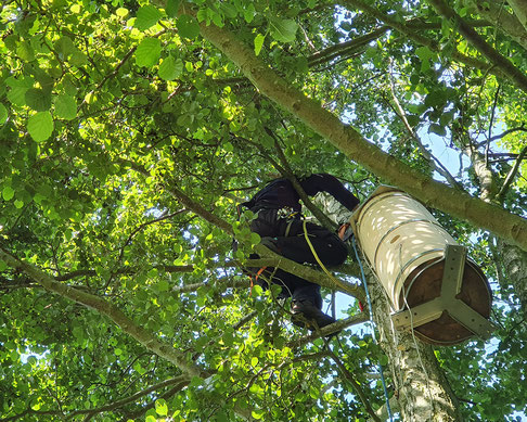 Schiffer installiert eine Baumhöhlensimulation auf dem Imkerhof Zingst