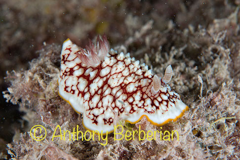  Goniobranchus cf. reticulatus anc Chromodoris cf reticulatus, Raivavae lagoon, 12m, 3 cm