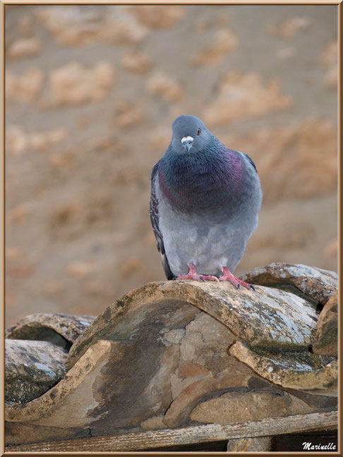 Pigeon sur un toit au détour d'une ruelle, Baux-de-Provence, Alpilles (13) 