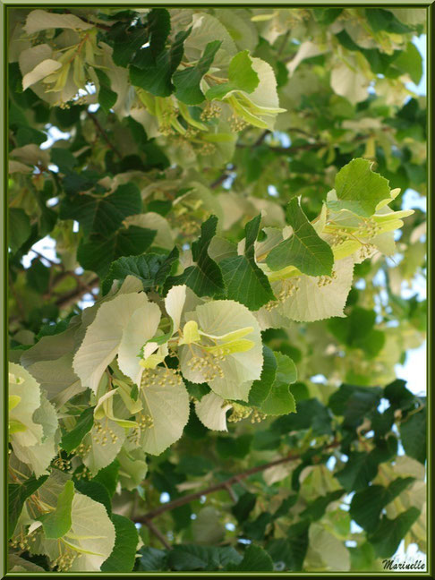 Tilleul argenté centenaire dans le jardin de l'abbaye de Silvacane, Vallée de la Basse Durance (13) 