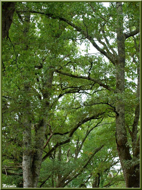 Chênes Pédonculés aux branches formant une voûte au-dessus d'un sentier forestier, flore Bassin d'Arcachon (33)