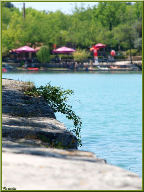 Etang de La Bonde, entre Tour d'Aigues et Cucuron, direction Sannes, Lubéron (84) : roncier dans une murette en bordure d'étang