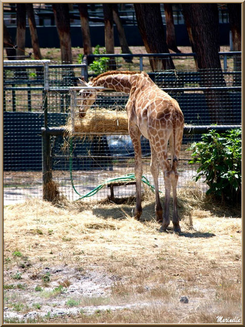 Girafe, Zoo du Bassin d'Arcachon, La Teste de Buch (33) 