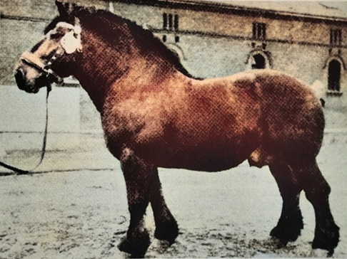 Herdbuchzucht Henriettenhof Hof Valentini