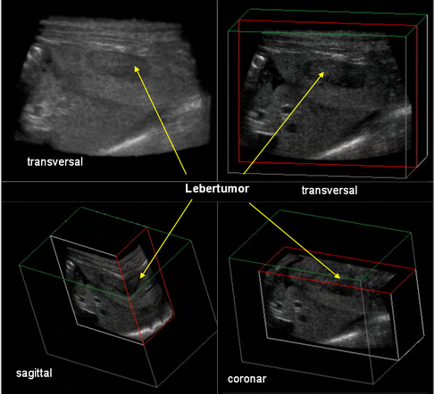 Generally Sonography Atlas of Dogs Abdomen Osteosarkom