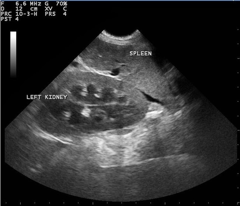 hund sonographie ultraschall / dog ultrasonography ultrasound