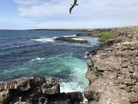 Kreuzfahrten auf den Galápagos Inseln mit ECUADORline