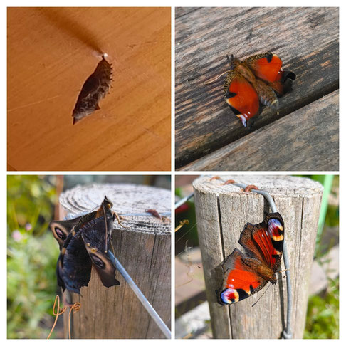 Ein Schmetterling entpuppt sich und entfaltet seine Flügel...Die PRINZenbande ist live dabei. 