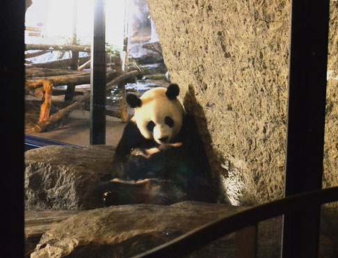 La mère panda porte son petit dans les bras et le lèche avec prudence