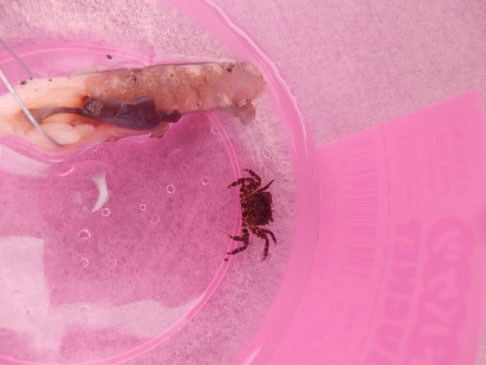 カニ釣り 留萌 8月11日 旭川の児童発達支援 放課後等デイサービス げんきファクトリー カニ釣り 留萌 8月11日 旭川の児童発達支援 放課後等デイサービス げんきファクトリー