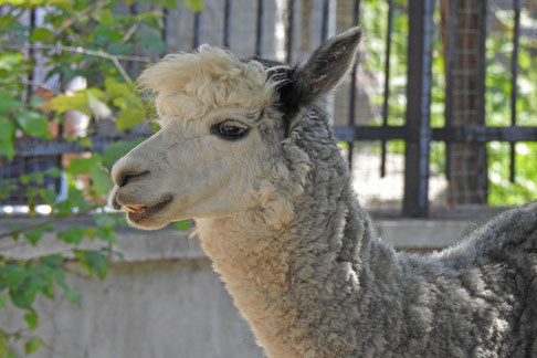 Alpaka im Zoo von Moskau