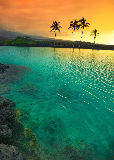 A harmonious photo of a calm Hawaiian ocean with relaxed palm trees.