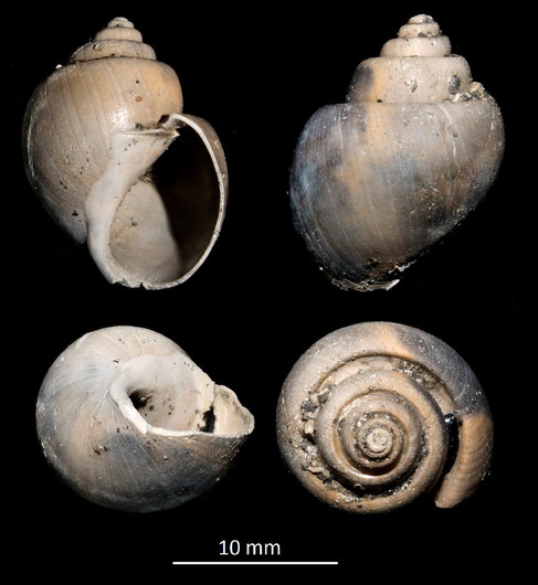 Ampullospira eburnoides, Miocene dell'Aquitania