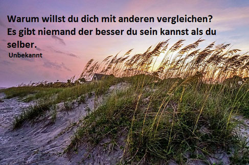Dünen Gräser Wind am Meer