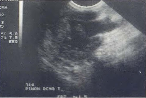 hund sonographie ultraschall / dog ultrasonography ultrasound