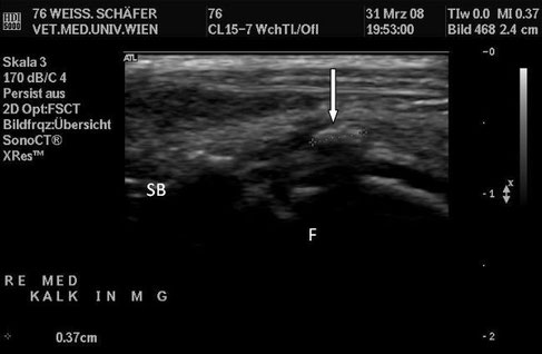 hund sonographie ultraschall / dog ultrasonography ultrasound