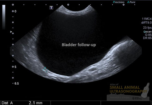 hund sonographie ultraschall / dog ultrasonography ultrasound