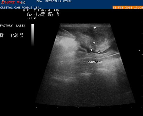 hund sonographie ultraschall / dog ultrasonography ultrasound