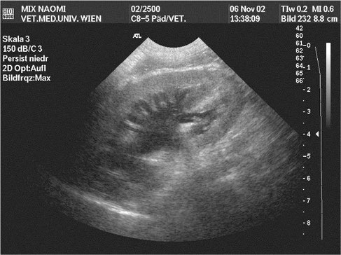 hund sonographie ultraschall / dog ultrasonography ultrasound