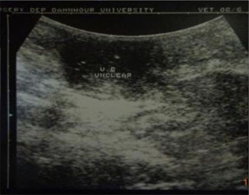 hund sonographie ultraschall / dog ultrasonography ultrasound